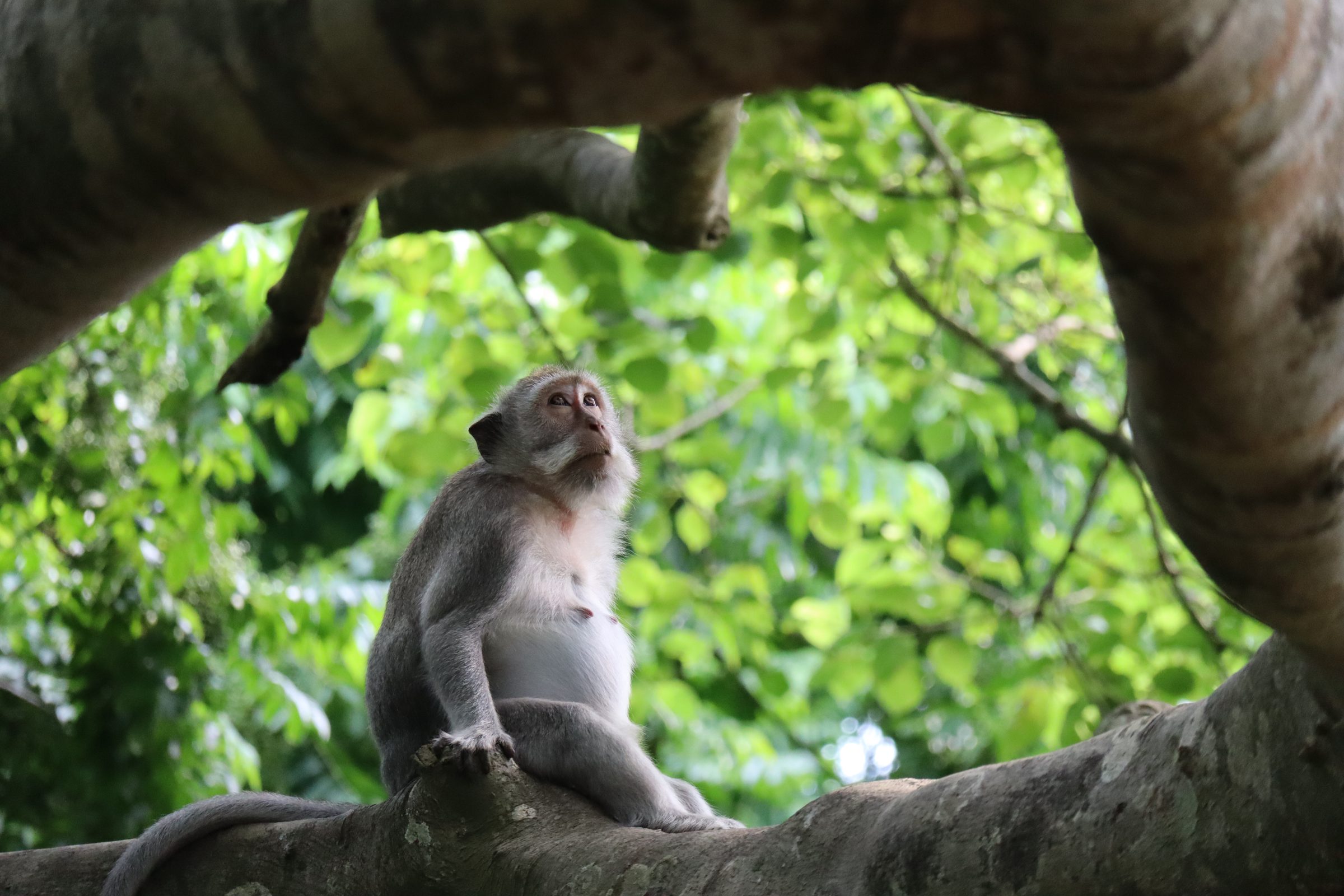 A macaque sitting in a tree