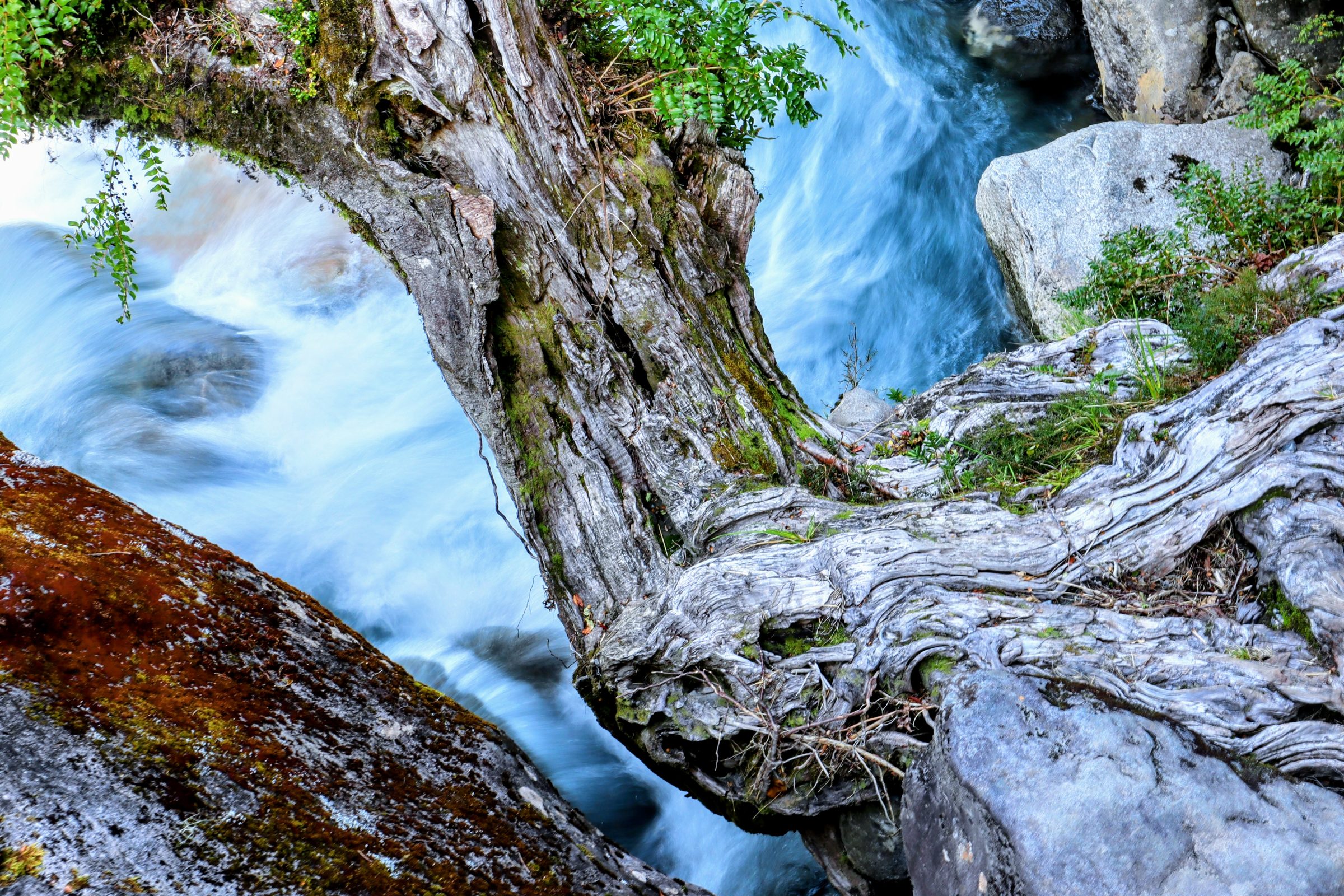 A tree root over a fast-flowing blue river